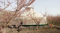 新疆兵团第一师四团林下经济与农家乐成功“牵手”